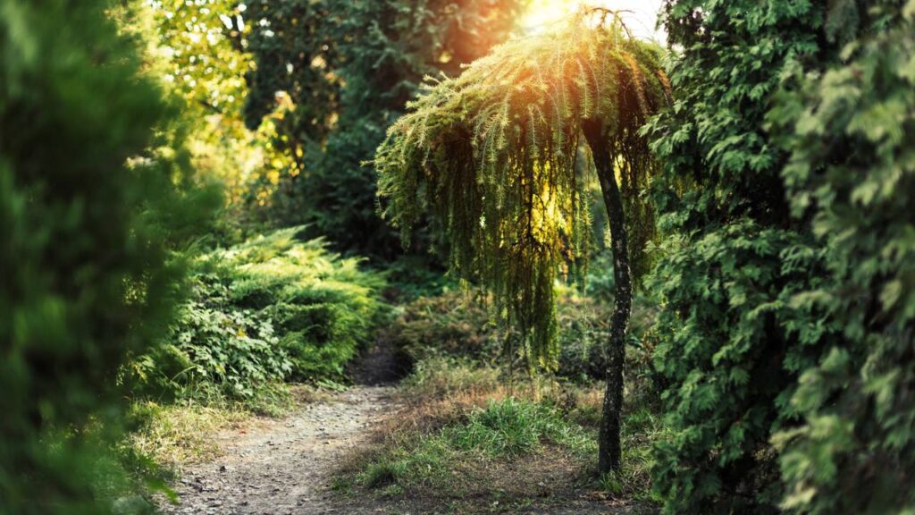 Por que as folhas fazem sons diferentes quando o vento muda