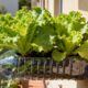 Plante alface em garrafas PET e colha folhas frescas mesmo sem quintal