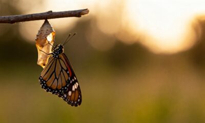 O que significa a borboleta como símbolo psicológico