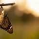 O que significa a borboleta como símbolo psicológico