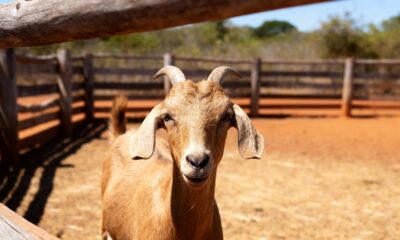 Pouca gente conhece o verdadeiro masculino de "cabra"