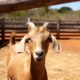 Pouca gente conhece o verdadeiro masculino de "cabra"