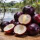 Essa fruta amazônica é uma das mais ricas em vitamina C do mundo