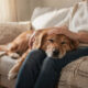 Quando seu cachorro apoia a cabeça no seu colo, ele pode estar pedindo algo que a maioria das pessoas ignora