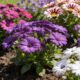 Seu jardim precisa dessas 3 flores: plante em janeiro e veja o colorido tomar conta até o outono