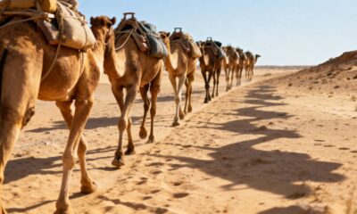 Quase ninguém usa essa palavra certa para o coletivo de camelos no português