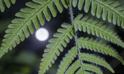 Por que algumas folhas brilham sob a luz da lua e chamam tanta atenção