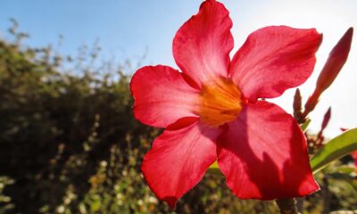 Essas plantas trocam de cor durante o dia e isso não é apenas beleza