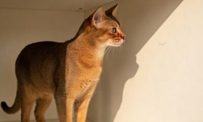 O que significa quando gatos encaram o nada por muito tempo e parecem ver algo invisível?