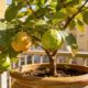 A goiabeira em vaso que produz bem e rende colheitas ao longo do ano