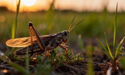 O motivo de os insetos cantarem diferente a cada época