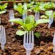 Garfos plásticos no canteiro protegem mudas frágeis, reduzem o replantio e são aliados poderosos para hortas em quintais e varandas