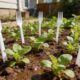 Método curioso com garfos de plástico ajuda a manter pragas longe da horta