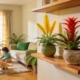 Flores lindas e seguras que deixam a casa tranquila mesmo com crianças e pets