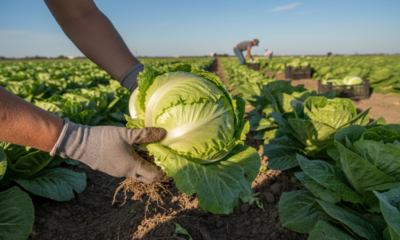 A alface americana responde bem quando a colheita é feita assim