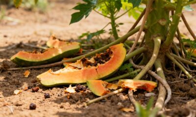 O adubo natural com casca de mamão que acelera o crescimento das mudas