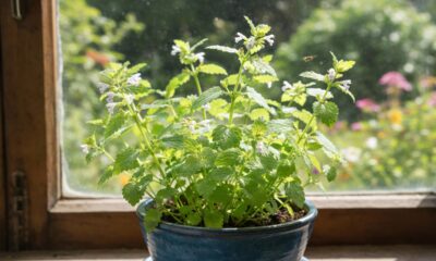 Essa erva aromática ganhou espaço em doces pelo sabor refrescante