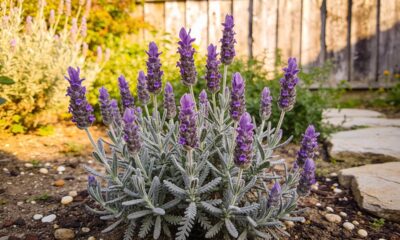 Essa flor miúda ajuda a afastar moscas e ainda atrai joaninhas na horta