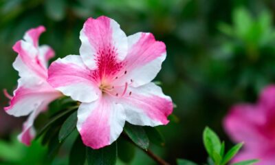 A azaleia encanta pelo visual suave e pelo simbolismo afetivo