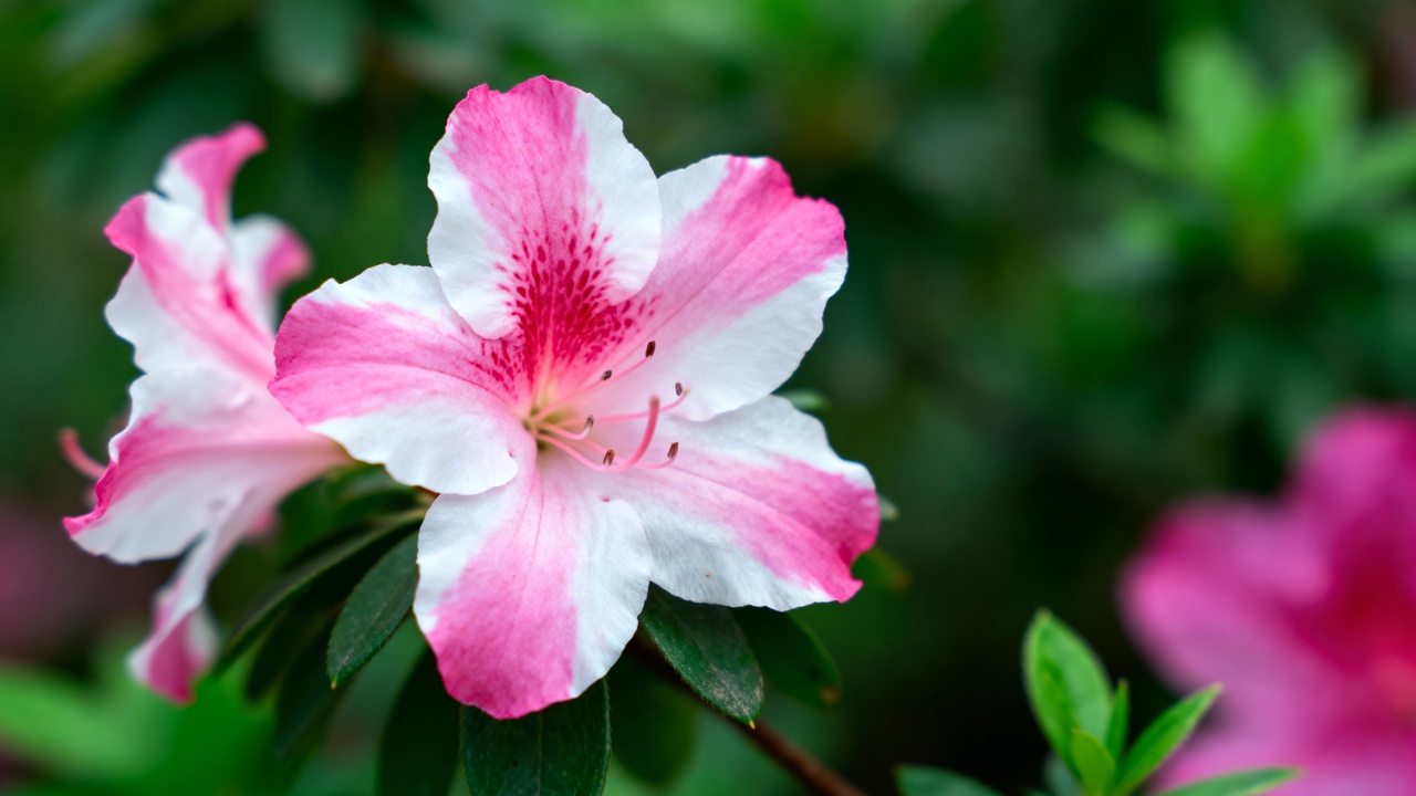 A azaleia encanta pelo visual suave e pelo simbolismo afetivo