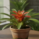 Essa flor tropical deixa qualquer vaso simples mais elegante