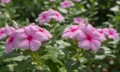 Essa flor encanta com poucas regas e floresce quase o ano todo