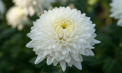 Essa flor branca simboliza respeito e sentimentos verdadeiros