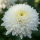 Essa flor branca simboliza respeito e sentimentos verdadeiros