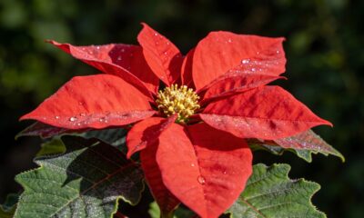 Essa estrela-de-natal brotou depois de meses e me ensinou que nada é em vão