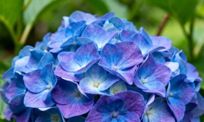 A flor que muda de cor conforme o clima e encanta quem gosta de jardim