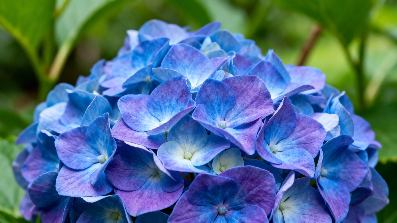 A flor que muda de cor conforme o clima e encanta quem gosta de jardim