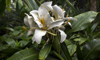 Esperei o ano inteiro e essa flor recompensou com beleza rara