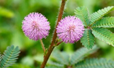 Por que algumas plantas parecem se mover mesmo quando não há vento algum