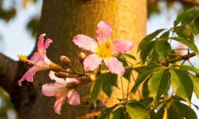 Essa paineira-rosa plantada em família virou parte da nossa história