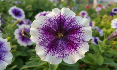 Essa flor colorida passou a simbolizar acolhimento e leveza nos ambientes