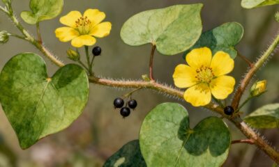 Achei que fosse mato, mas essa flor-de-guanxuma virou destaque no jardim