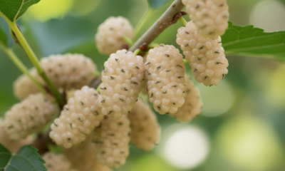 A amora-branca se adapta bem ao cultivo doméstico com poucos cuidados