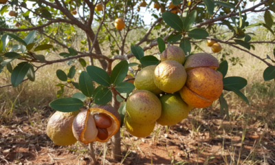 O fruto do Cerrado que tem mais vitamina C que a laranja e surpreende