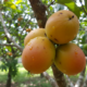 Essa fruta tropical cresce bastante e é ideal para quintais grandes
