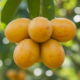 Essa fruta do Nordeste ajuda na imunidade e ainda refresca o corpo