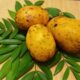 Essa fruta nativa tem gosto de manga com maracujá e é rica em vitaminas