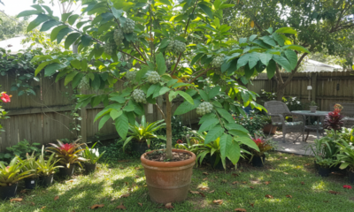 A fruta-do-conde se adapta ao quintal e conquista quem planta