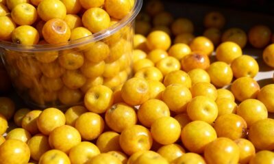 O murici que resiste ao clima seco e ainda produz frutos cheios de sabor