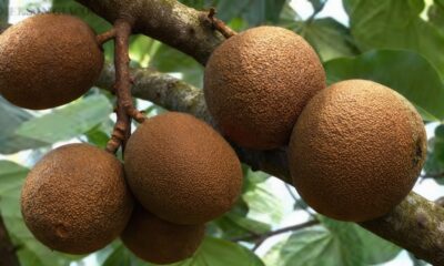 Essa fruta amazônica cresce bem no quintal e chama atenção pelo sabor