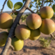 Essa fruta do Nordeste fica com gosto de iogurte natural quando amadurece bem