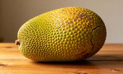 Fruta-pão melhorada amplia as chances de sucesso no plantio