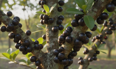 Essa fruta roxa brasileira chama atenção pelos antioxidantes naturais