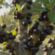 Essa fruta roxa brasileira chama atenção pelos antioxidantes naturais