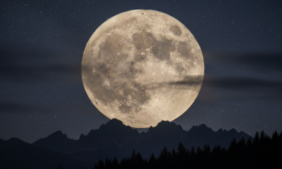 A lua cheia influencia a rotina desse animal de um jeito curioso