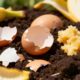 Adeus adubos caros: o ouro negro feito com casca de ovo e banana que muda suas plantinhas